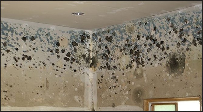 4 Solid Reasons Why Professional Mold Inspection Fairfax VA Matters